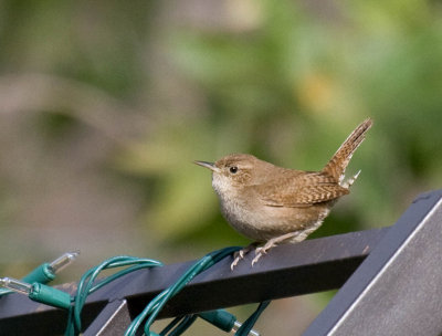 House Wren