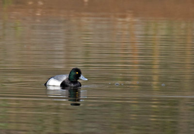 Lesser Scaup