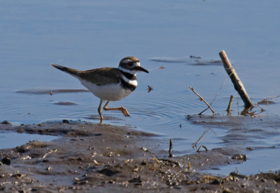 Killdeer