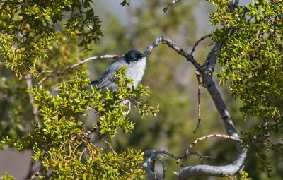 Black-tailed Gnatcatcher