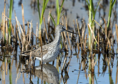 Greater Yellowlegs