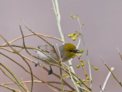 Verdin