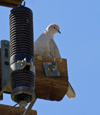 Eurasian Collared-Dove