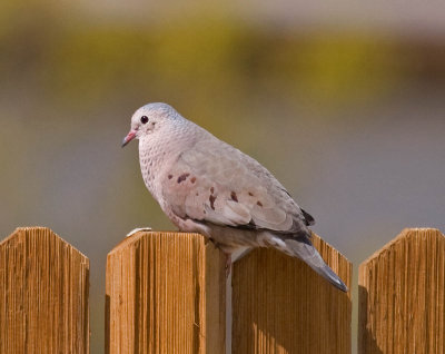 Common Ground-Dove