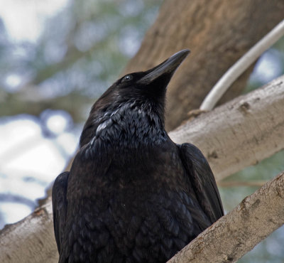 Common Raven