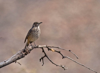 Sage Thrasher