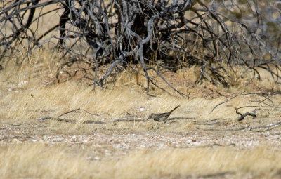 Sage Thrasher