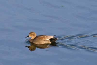 Gadwall