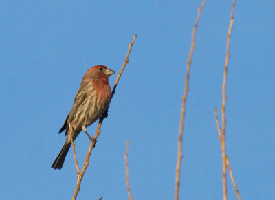 House Finch