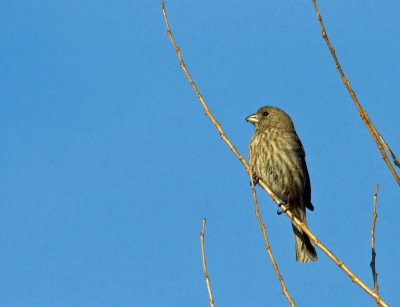 House Finch