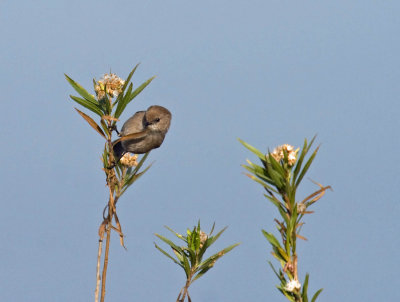 Bushtit