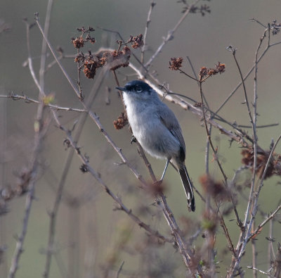 California Gnatcatcher