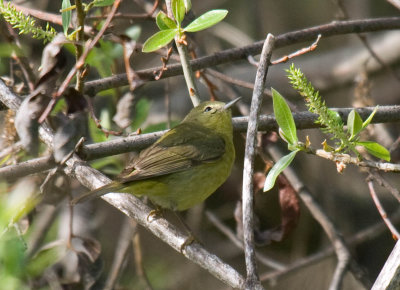 Orange-crowned Warbler