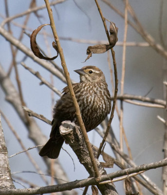 Red-winged Blackbird