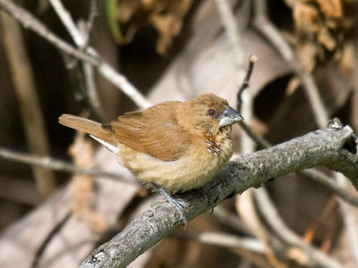 Scaly-breasted Munia