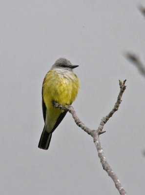 Western Kingbird