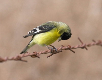 Lesser Goldfinch