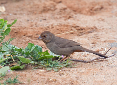 California Towhee