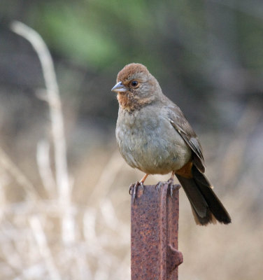 California Towhee