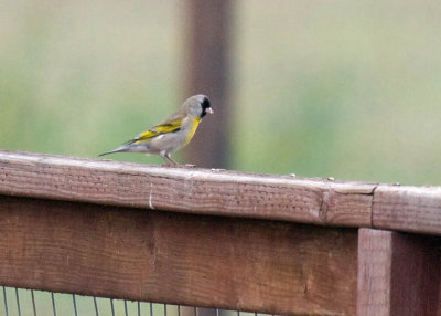 Lawrence's Goldfinch