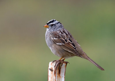 White-crowned Sparrow