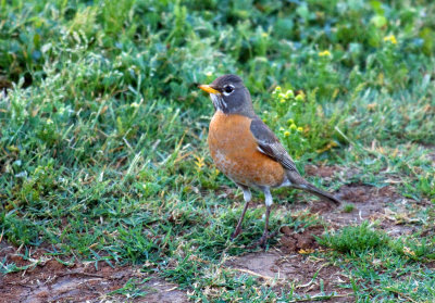 American Robin