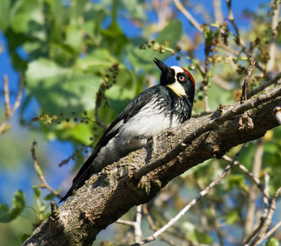 Acorn Woodpecker