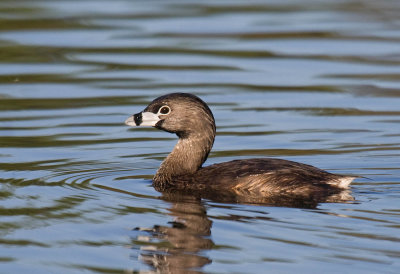 Pied-billed Grebe