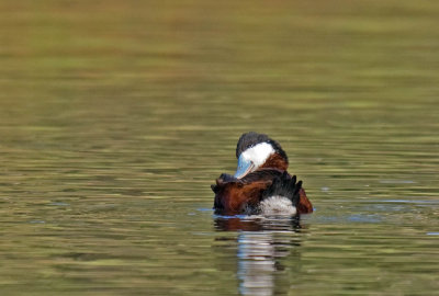 Ruddy Duck