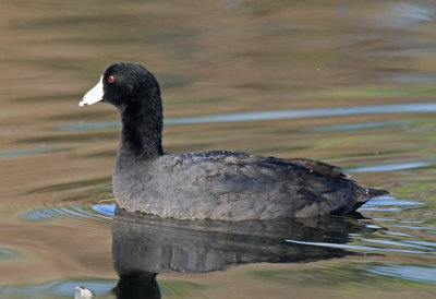 American Coot