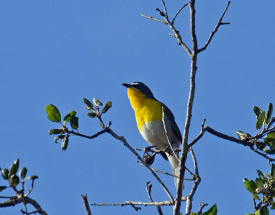 Yellow-breasted Chat