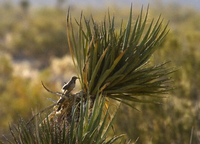 Cactus Wren