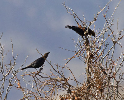 Brown-headed Cowbird