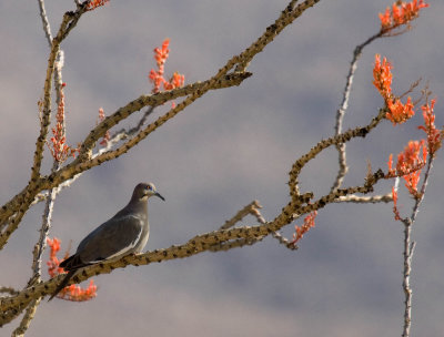 White-winged Dove