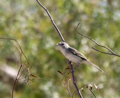 Bell's Vireo