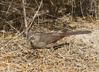 California Thrasher