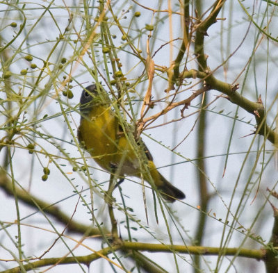 Nashville Warbler