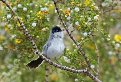 Black-tailed Gnatcatcher