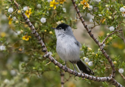 Black-tailed Gnatcatcher