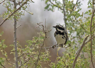 Black-throated Gray Warbler