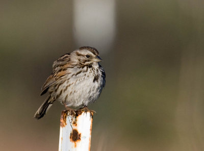 Song Sparrow