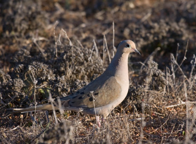 Mourning Dove