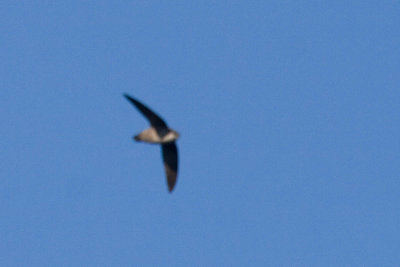 Vaux's Swift