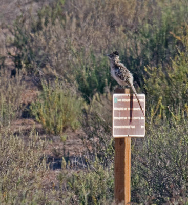 Greater Roadrunner