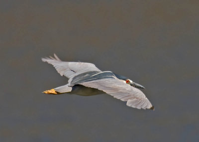 Black-crowned Night-Heron