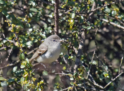 Bell's Vireo