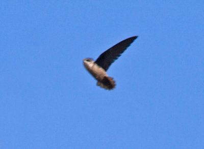 Vaux's Swift