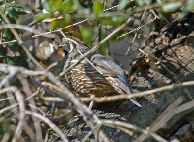 California Quail