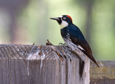 Acorn Woodpecker