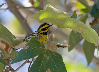 Townsend's Warbler